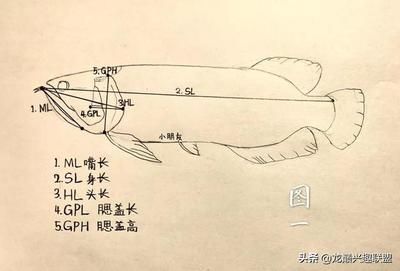 龍魚怎么畫？（龍魚的繪畫技巧包括選擇適合你的畫材和工具和工具）