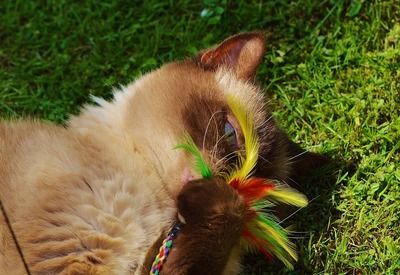 紅龍魚品種特性對比：如何挑選優質紅龍魚幼魚