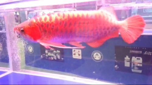 祥龍超血紅龍魚批發：祥龍超血紅龍魚批發以及相關貨源基地