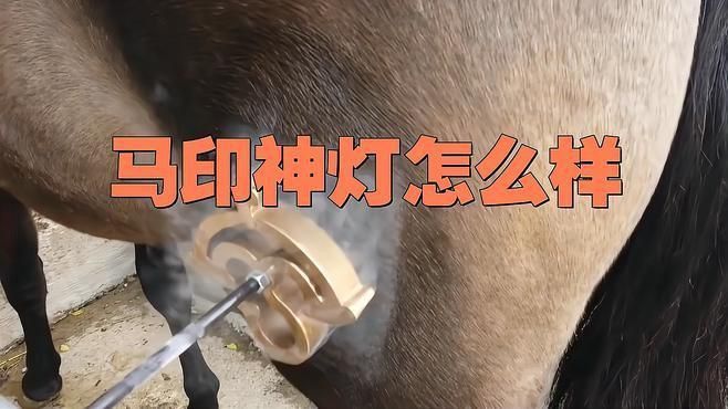 馬印水族燈的詳細介紹