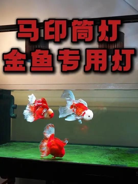馬印水族燈的詳細介紹