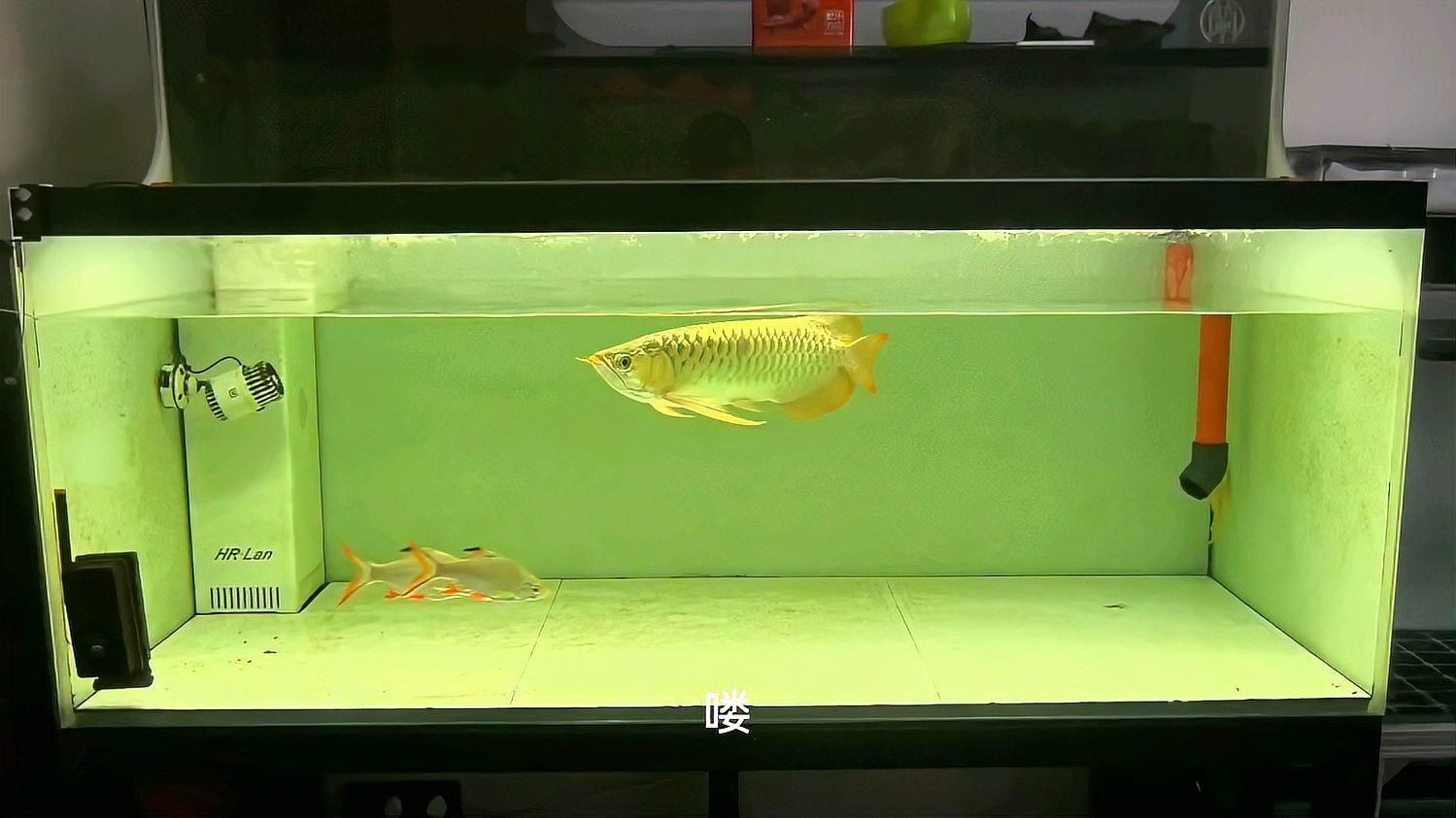 如何選擇適合龍魚的過濾系統？ 如何選擇適合龍魚的過濾系統？ 龍魚百科 第3張