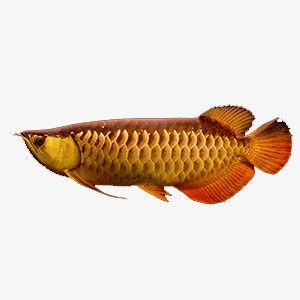 金龍魚藥水魚：如何判斷金龍魚是否需要用藥