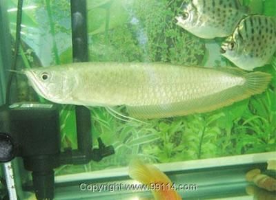 黃銀龍魚為什么貴（銀龍魚為什么賣這么貴，味道怎么樣）