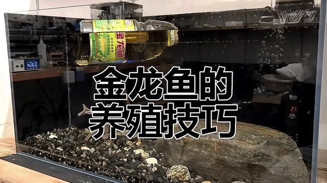 如何判斷黑龍過背金龍魚品質(zhì)？