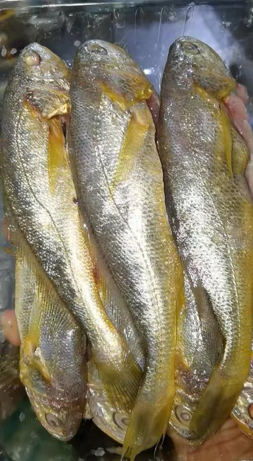 潮汕金龍魚是什么魚圖片