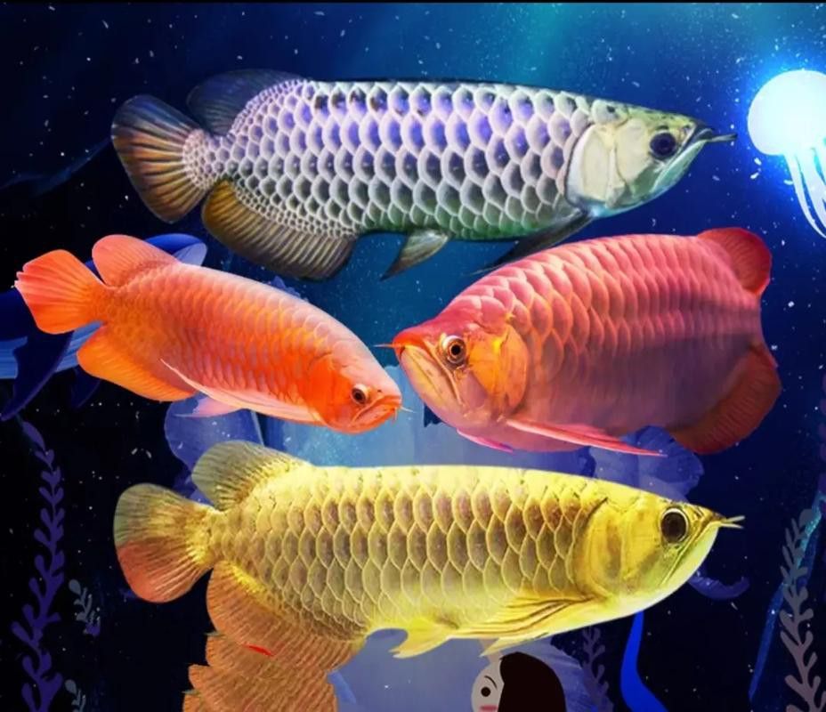 潮汕金龍魚是什么魚圖片