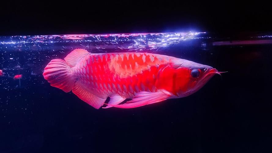 潮汕金龍魚是什么魚圖片