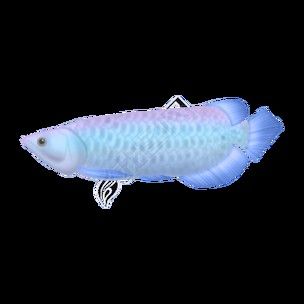 潮汕金龍魚是什么魚圖片
