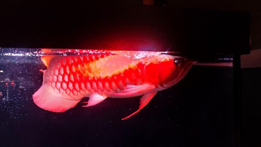 潮汕金龍魚是什么魚圖片