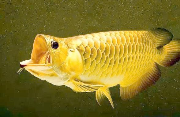 潮汕金龍魚是什么魚圖片