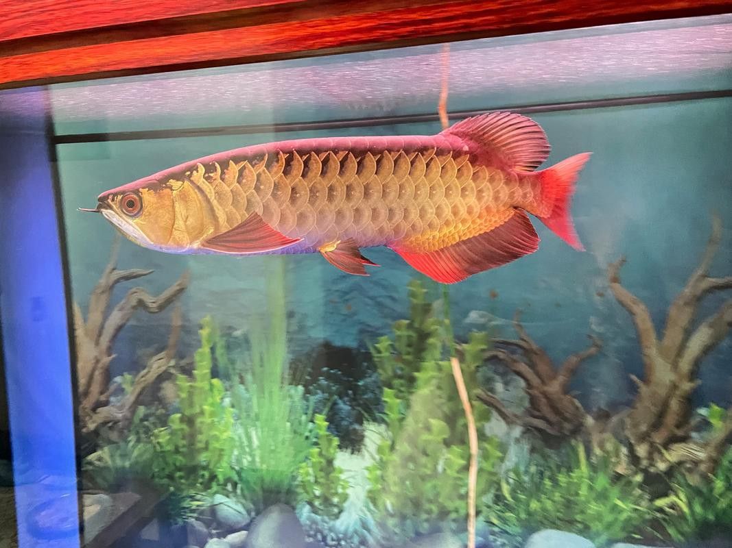 潮汕金龍魚是什么魚圖片