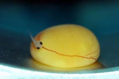 龍魚卵孵化時間：龍魚卵的孵化時間