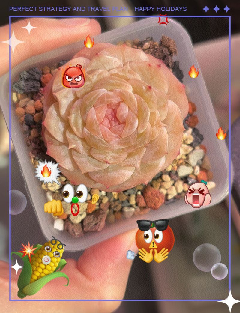 自然光與人工飼養(yǎng)哪種更美？