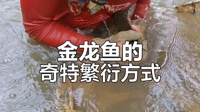 金龍魚卵怎么繁殖