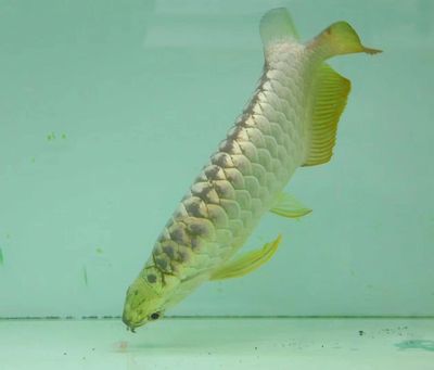 金龍魚長到多大就不爬背了：金龍魚停止爬背的年齡大概是多久？ 金龍魚長到多大就不爬背了：金龍魚停止爬背的年齡大概是多久？ 龍魚百科 第3張