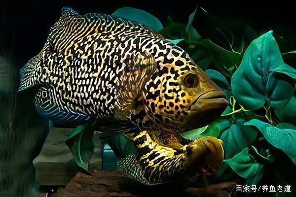 龍魚嘴巴撞破了怎么辦