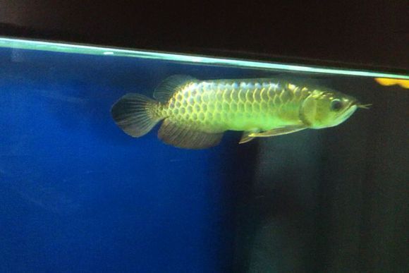 養龍魚晚上需要關燈么：關于養龍魚晚上需要關燈的觀點和不同的觀點和建議