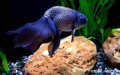 養龍魚晚上需要關燈么：關于養龍魚晚上需要關燈的觀點和不同的觀點和建議