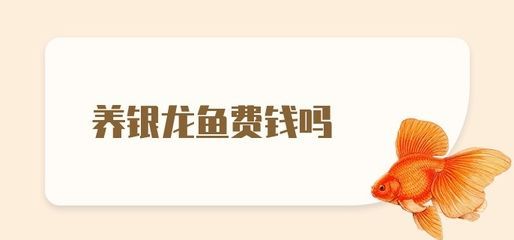 養銀龍魚費錢嗎多少錢：養銀龍魚費用多少錢養銀龍魚多少錢