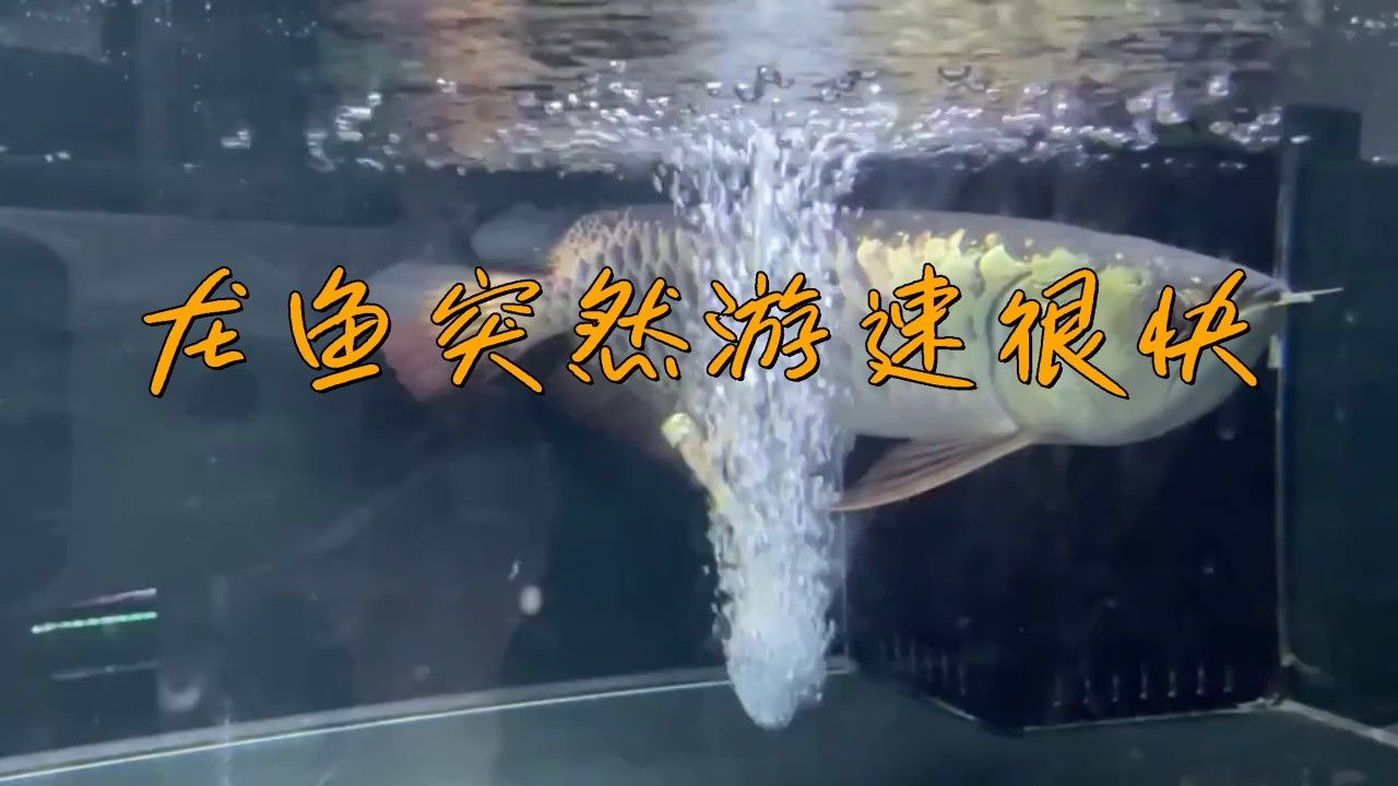 恐龍魚突然很活躍怎么回事