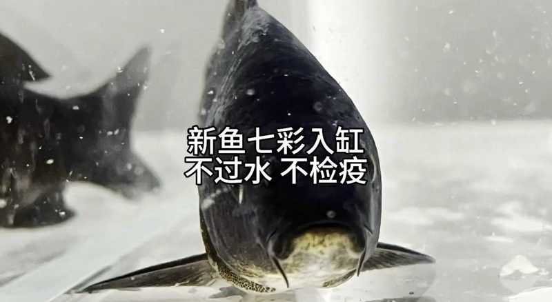 龍魚多久適應新水質？