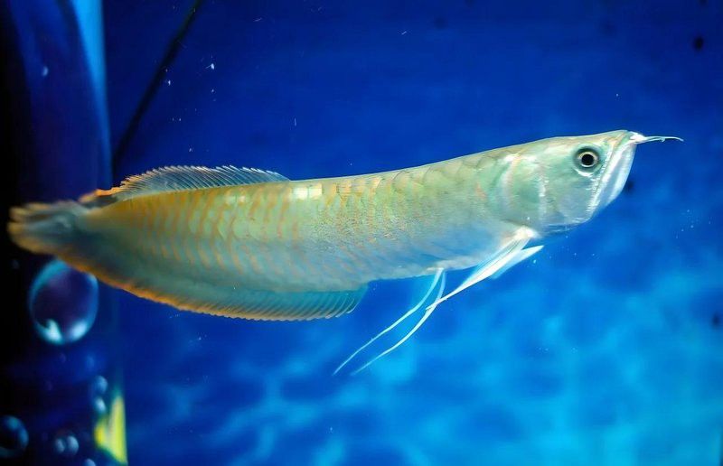 新入缸的銀龍魚(yú)不吃