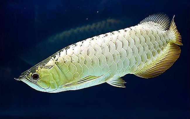 新入缸的銀龍魚(yú)不吃