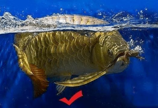 紅龍魚肚子凹凸不平（紅龍魚肚子凹凸不平可能由多種因素引起紅龍魚肚子凹凸不平）