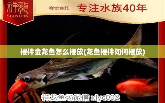 龍魚背部立鱗：金龍魚擺件如何擺放