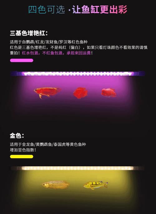 有哪些品牌的龍魚專用燈管