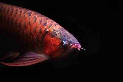 紅龍魚兜嘴的原因（淺談紅龍魚兜嘴的原因）
