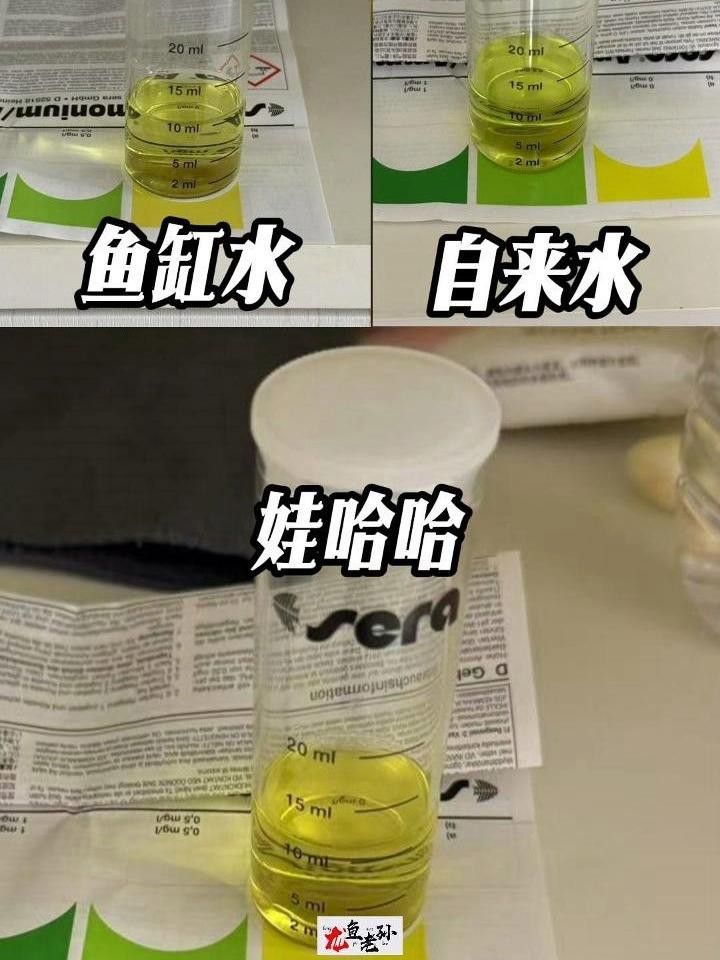 龍魚蒙眼初期如何判斷？