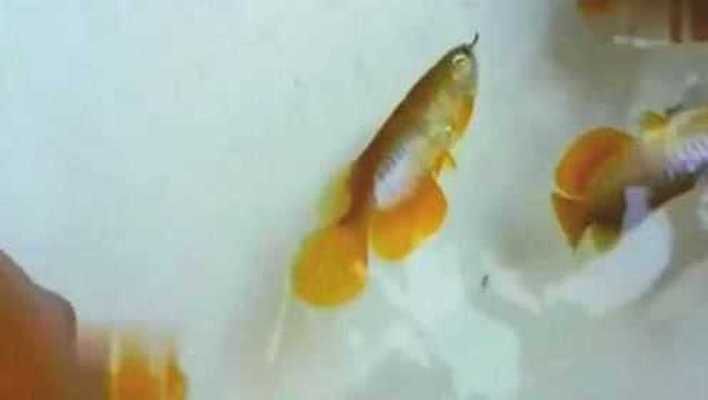 金龍魚幼苗價格查詢：金龍魚幼苗市場價格趨勢金龍魚幼苗價格信息