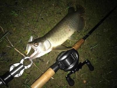 龍魚的水溫大約多少度適宜釣魚：龍魚的水溫大約在24-26℃之間最為適宜