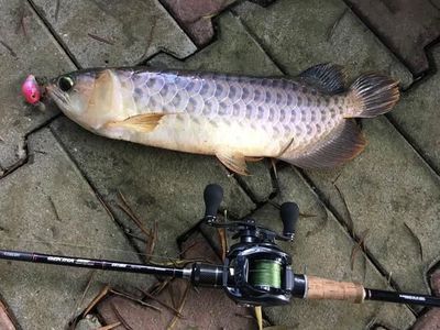 龍魚的水溫大約多少度適宜釣魚：龍魚的水溫大約在24-26℃之間最為適宜