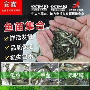 品牌紅龍魚苗和魚苗區別在哪：紅龍魚苗與普通魚苗的區別是什么品牌紅龍魚苗的區別