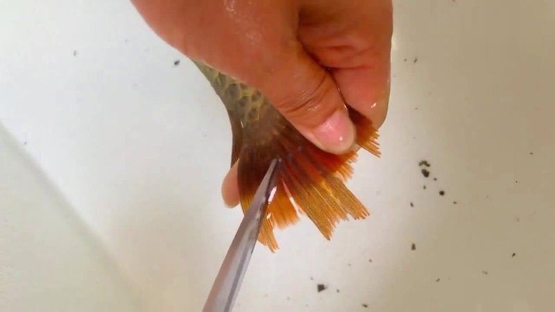 金龍魚散尾怎么治療視頻