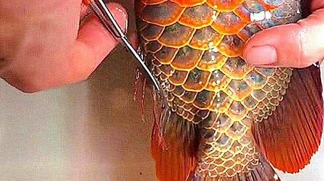 金龍魚散尾怎么治療視頻