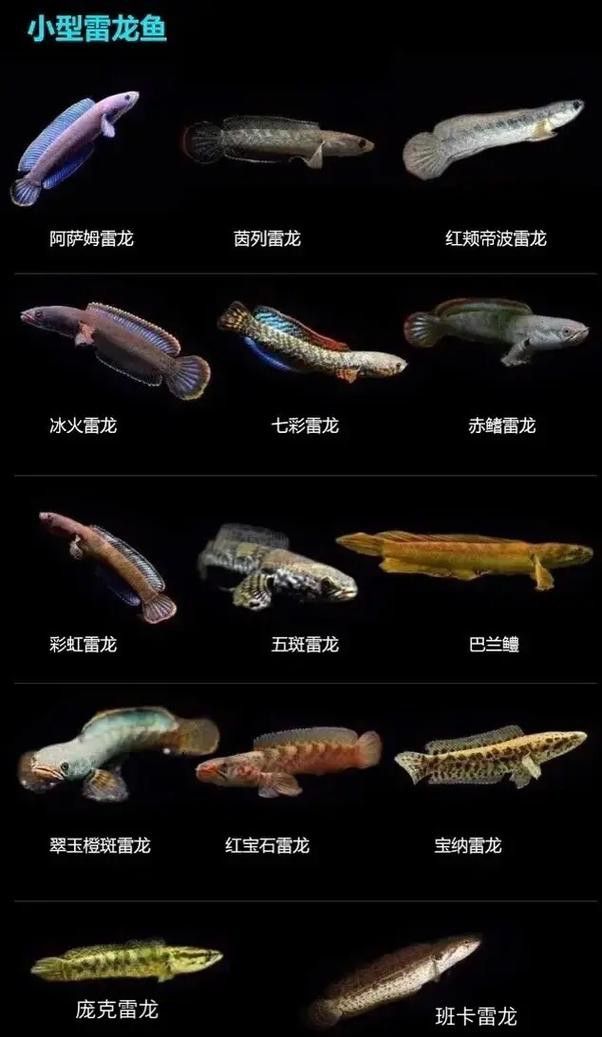 什么叫雷龍魚圖片大全圖解