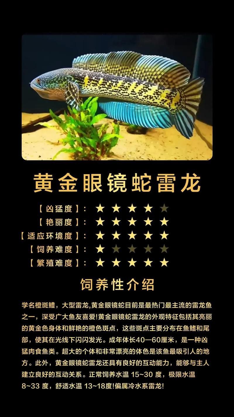 什么叫雷龍魚圖片大全圖解