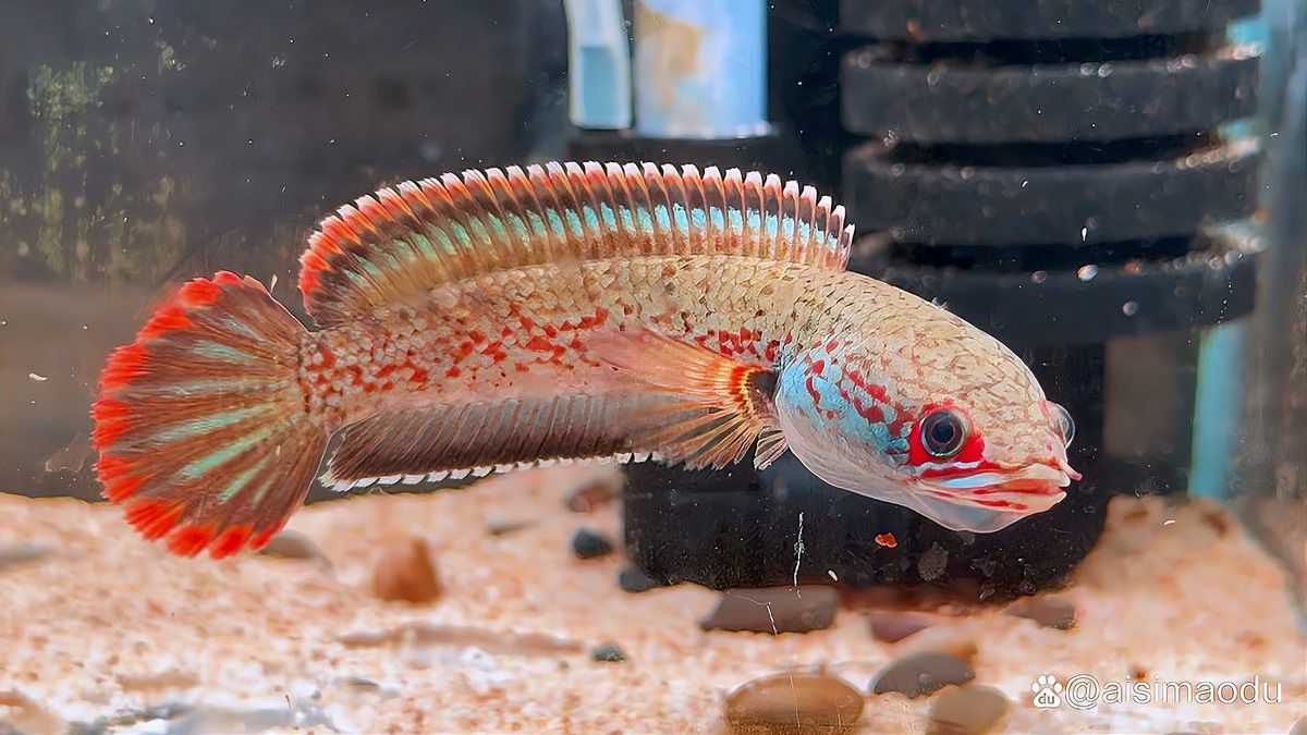 什么叫雷龍魚圖片大全圖解