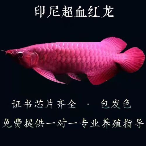 金龍魚(yú)品牌的高端化產(chǎn)品有哪些？