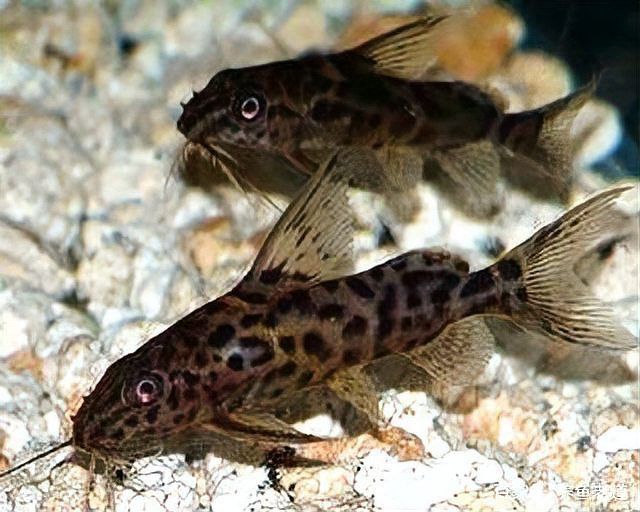 藍鯊和汗鯊哪個好