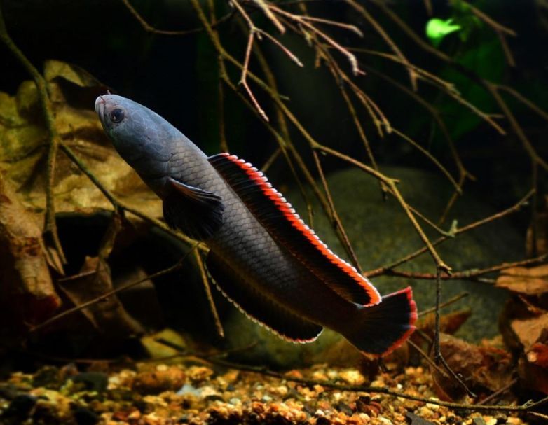 那種雷龍魚好看又漂亮（紅龍魚與藍龍魚的區別，初學者養哪種雷龍魚好，雷龍魚日常飲食指南）