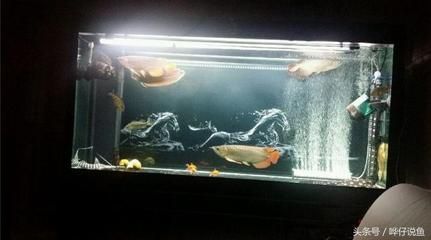 自來水養龍魚行嗎（自來水可以養龍魚嗎？） 自來水養龍魚行嗎（自來水可以養龍魚嗎？） 龍魚百科 第3張