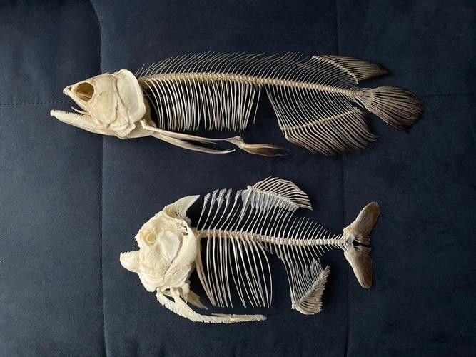 金龍魚標本圖片高清