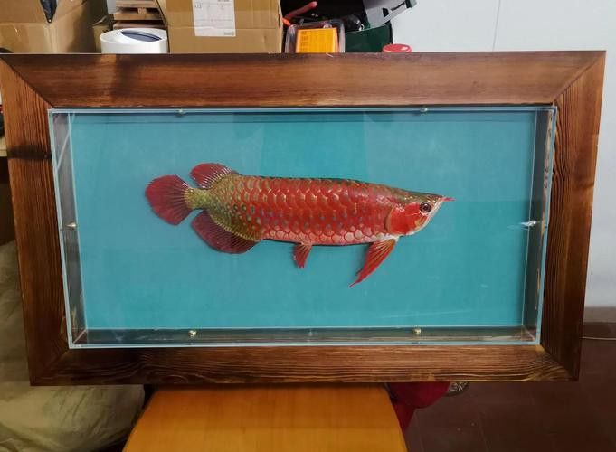 金龍魚標本圖片高清