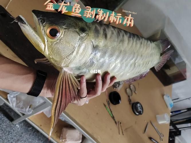 金龍魚標本圖片高清