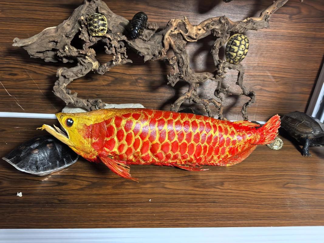 金龍魚標本圖片高清